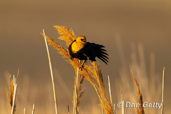 Yellow-headed Blackbird