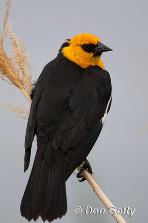 Yellow-headed Blackbird