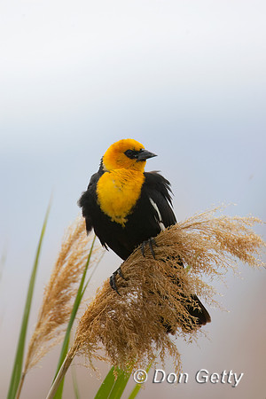 Yellow-headed Blackbird