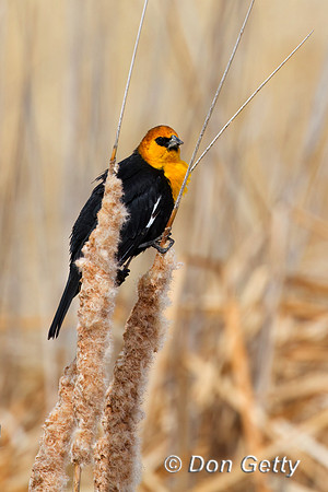 Yellow-headed Blackbird