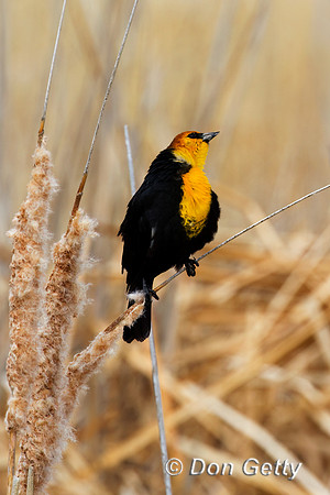 Yellow-headed Blackbird