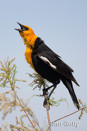 Yellow-headed Blackbird