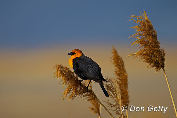 Yellow-headed Blackbird