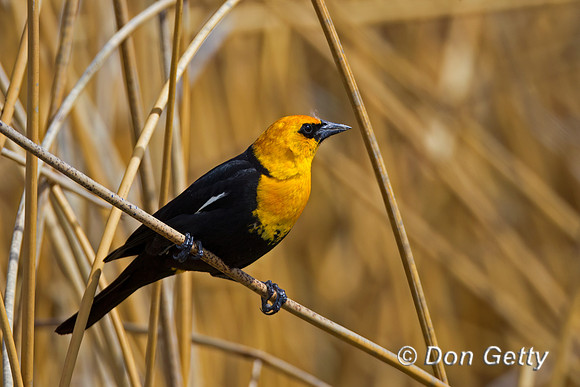 Yellow-headed Blackbird