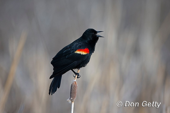 Red-winged Blackbird
