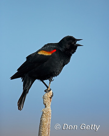 Red-winged Blackbird