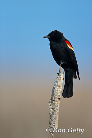 Red-winged Blackbird