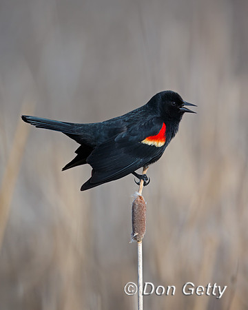 Red-winged Blackbird
