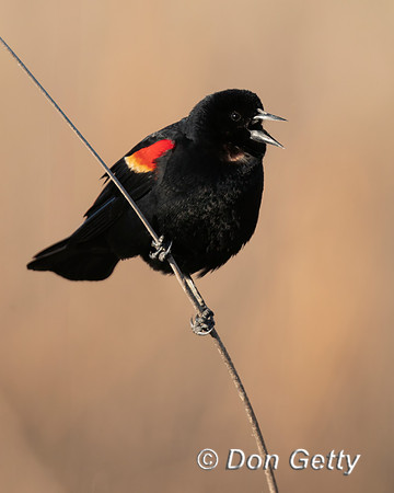 Red-winged Blackbird