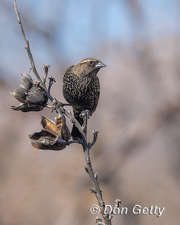 Red-winged Blackbird