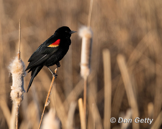Red-winged Blackbird