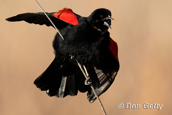 Red-winged Blackbird