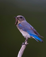 Mountain Bluebird