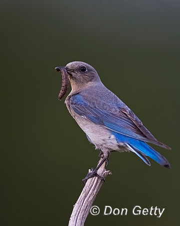 Mountain Bluebird
