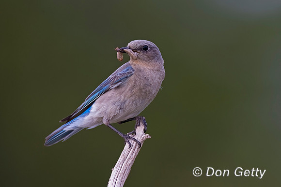Mountain Bluebird