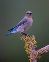 Mountain Bluebird