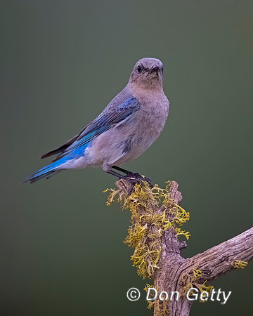 Mountain Bluebird
