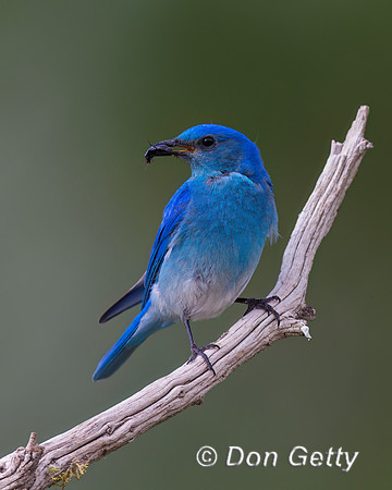 Mountain Bluebird