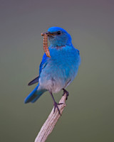 Mountain Bluebird