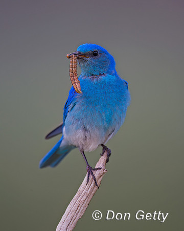 Mountain Bluebird