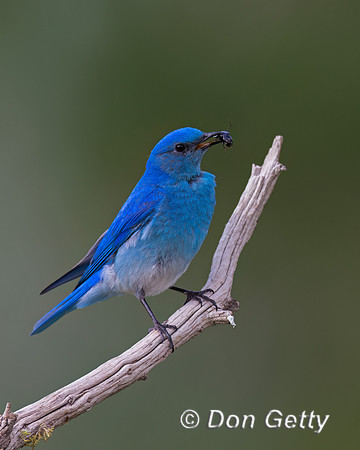 Mountain Bluebird