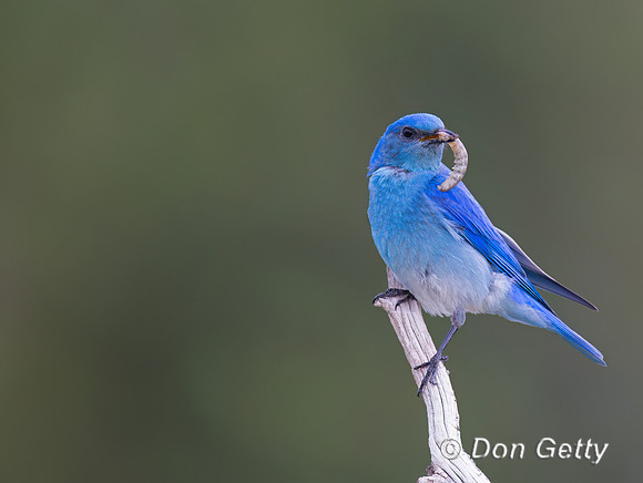 Mountain Bluebird