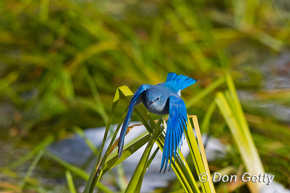 Mountain Bluebird