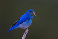 Mountain Bluebird