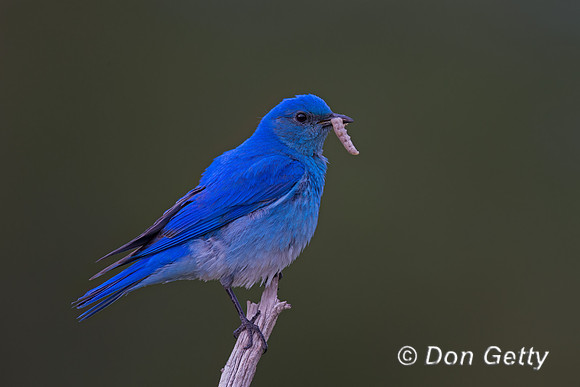 Mountain Bluebird