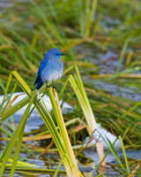 Mountain Bluebird