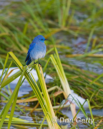 Mountain Bluebird