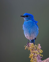 Mountain Bluebird