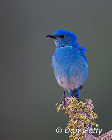 Mountain Bluebird