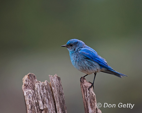 Mountain Bluebird