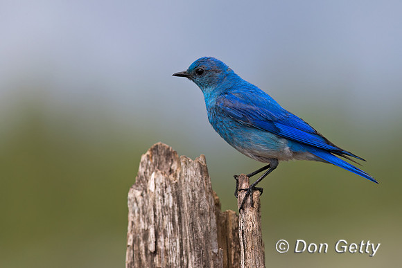 Mountain Bluebird