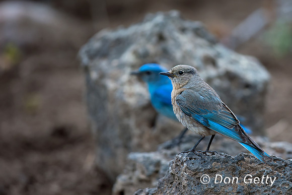 Mountain Bluebird