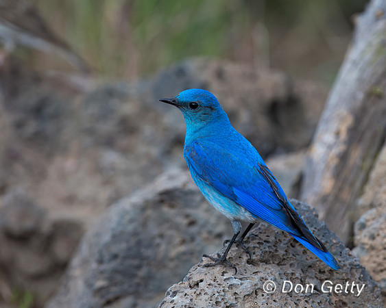 Mountain Bluebird