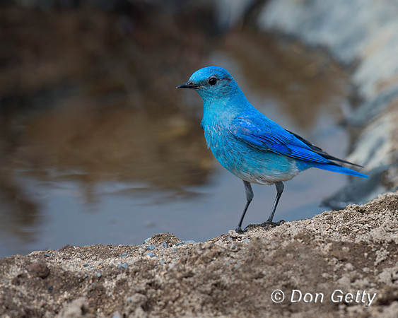Mountain Bluebird