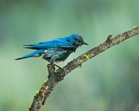 Mountain Bluebird