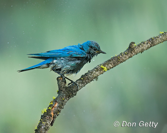 Mountain Bluebird