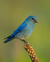 Mountain Bluebird