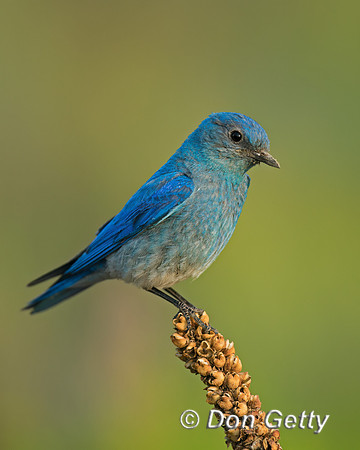 Mountain Bluebird