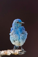 Mountain Bluebird