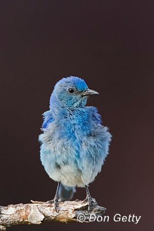 Mountain Bluebird