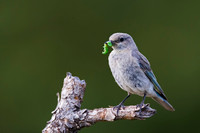 Bluebird_Mt_A45T5104