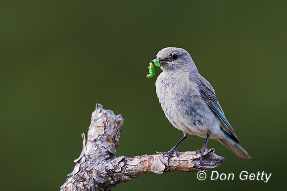 Bluebird_Mt_A45T5104