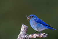 Mountain Bluebird
