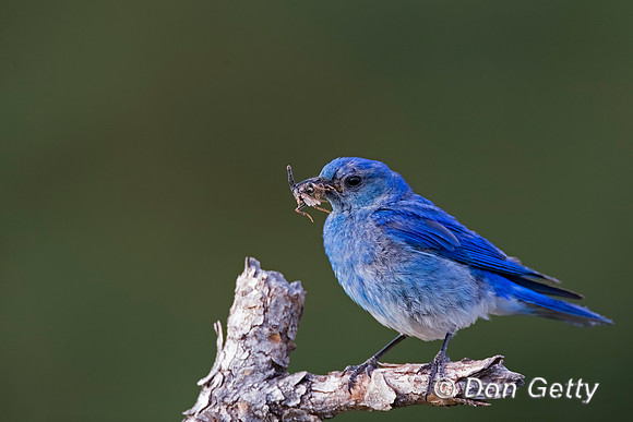 Mountain Bluebird