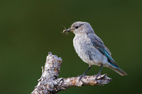 Bluebird_Mt_A45T5115