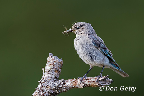 Bluebird_Mt_A45T5115
